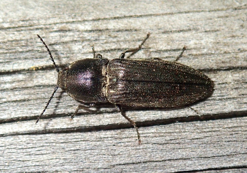 Elateridae: Cidnopus pilosus